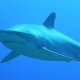 31- Requin Tapete sur le recif d'Avatoru 